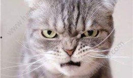 猫咪爆料合集下载安装最新版,解锁最新版安装指南全解析